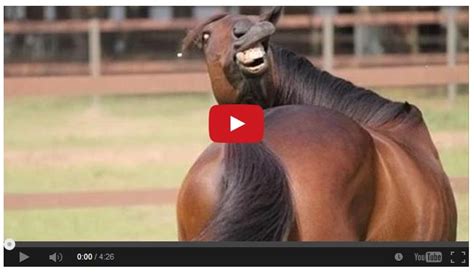 funny horse clips|hilarious horses.